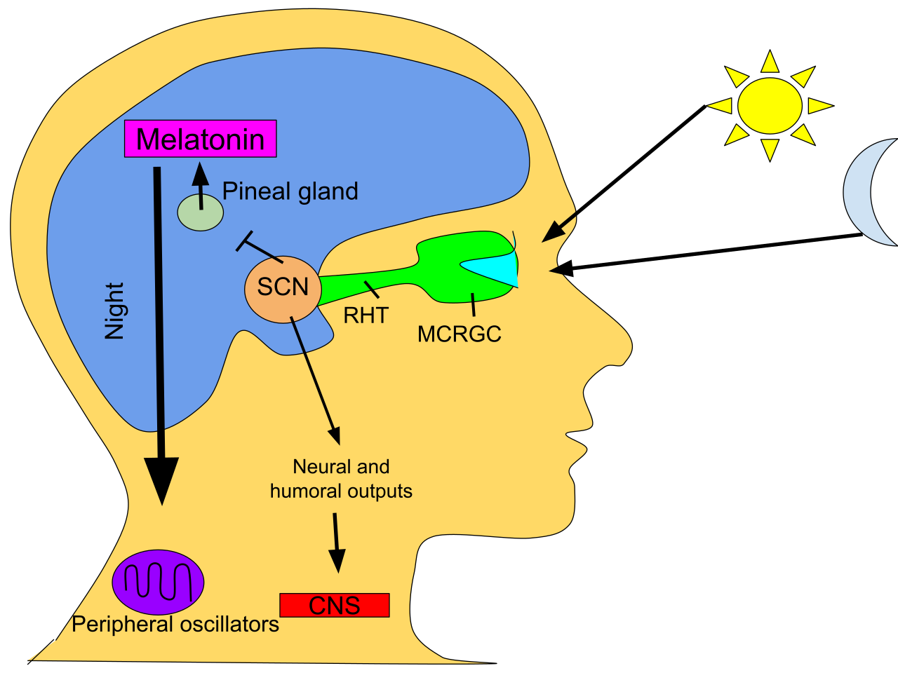 jesse-santiano-m-d-don-t-get-sick-the-circadian-rhythm-timing-is